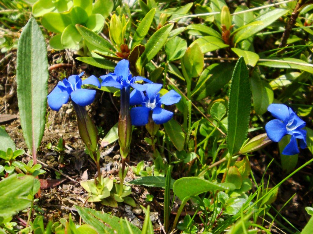 Gentiana verna subsp verna?